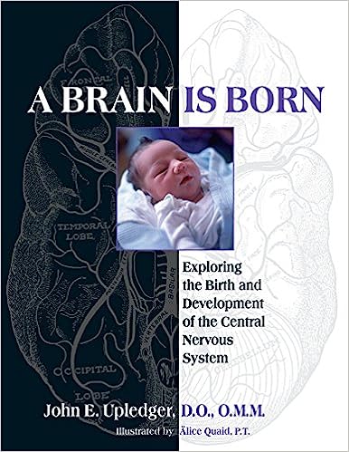A Brain Is Born: Exploring the Birth and Development of the Central Nervous System