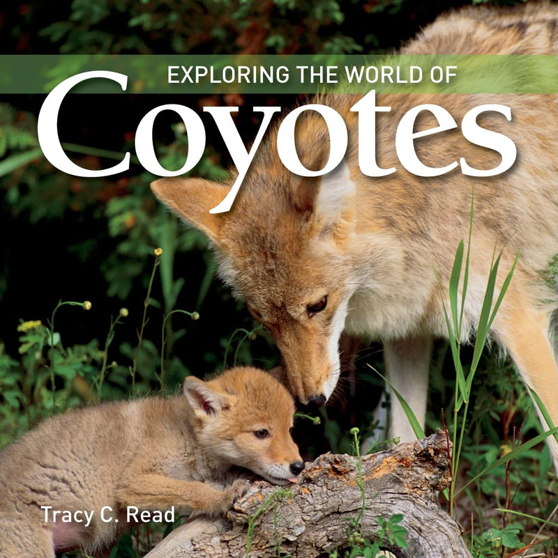 Exploring the World of Coyotes (Paperback)