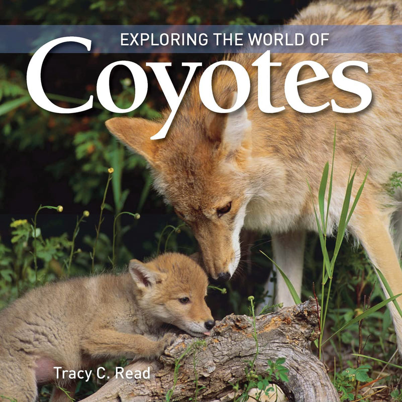 Exploring The World Of Coyotes (Hardcover)