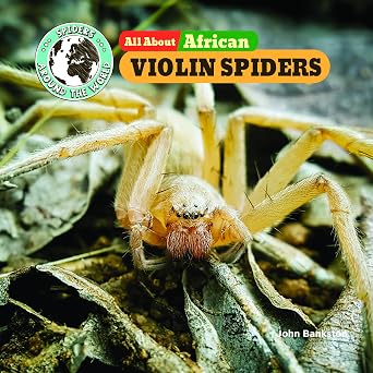 All about African Violin Spiders