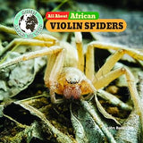 All about African Violin Spiders